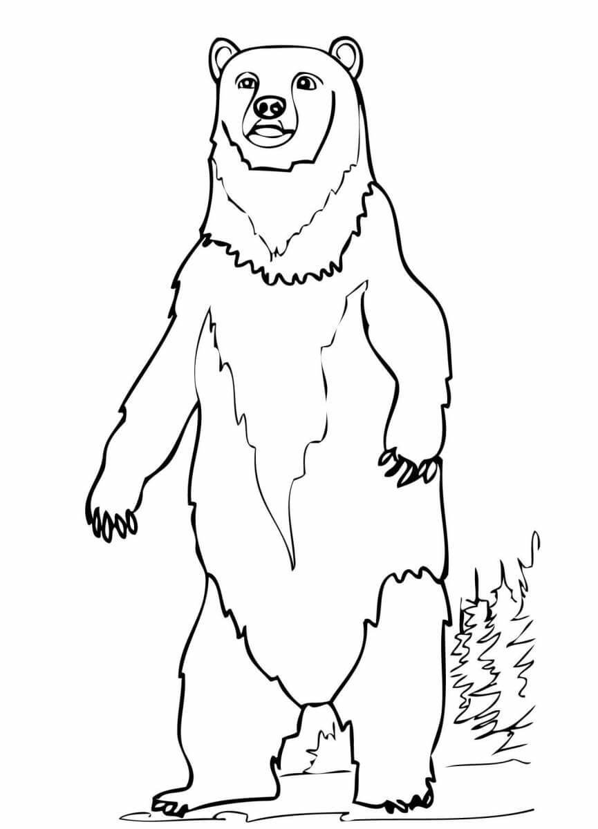 Раскраска Большой медведь