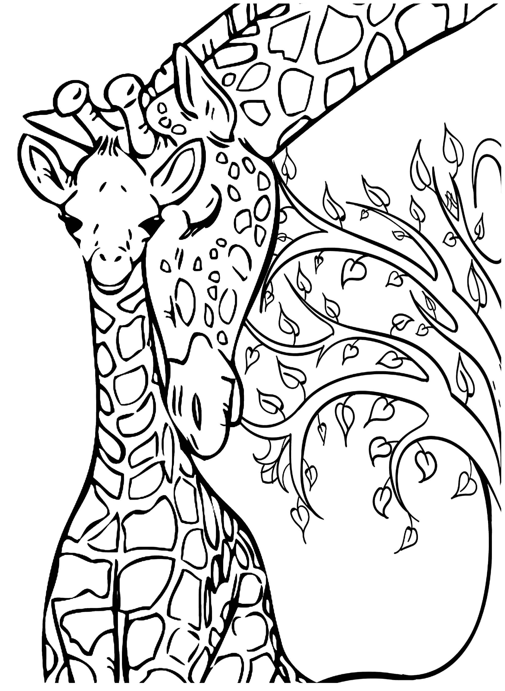 Раскраска Детёныш жирафа с мамой