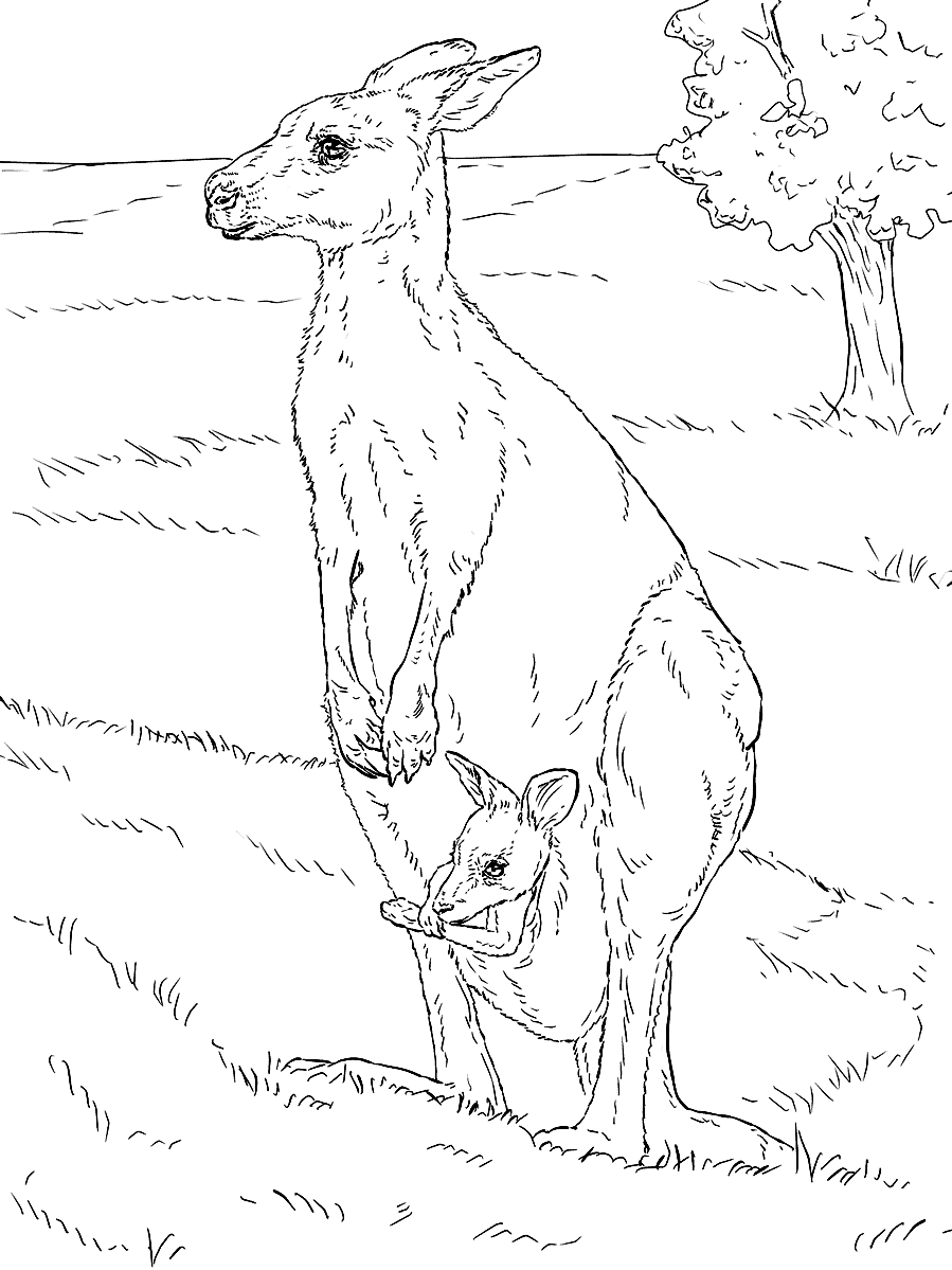 Раскраска Кенгуру с детёнышем