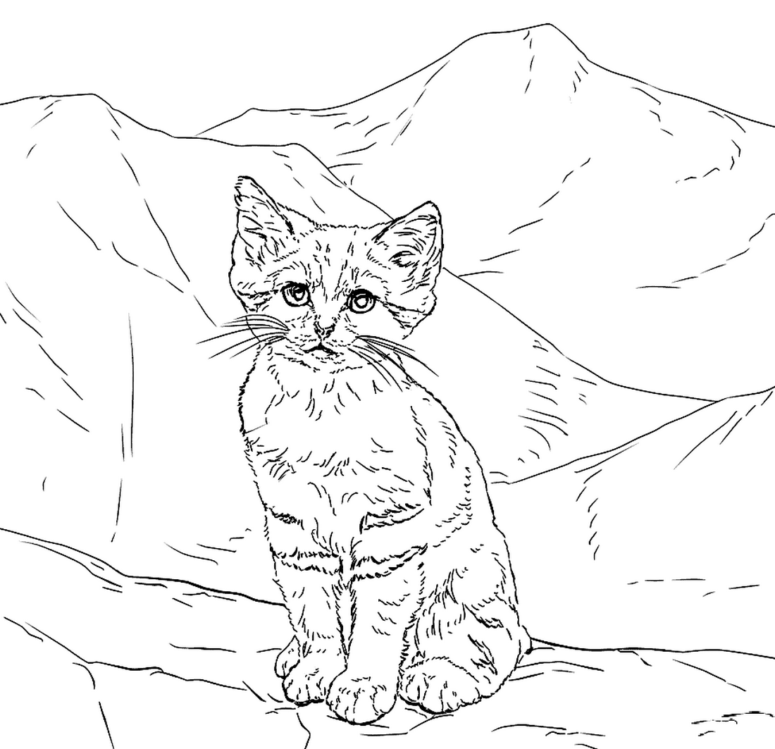 Раскраска Котёнок песчаной кошки