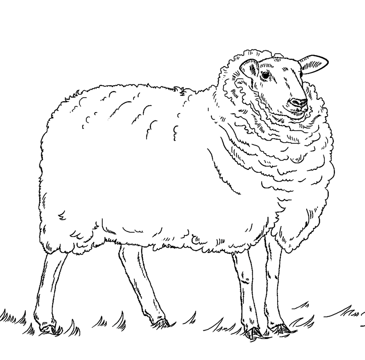 Раскраска Красивая овечка