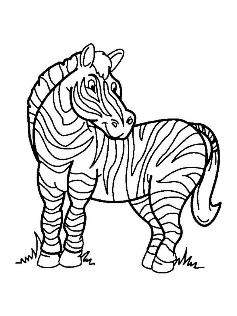 Раскраска Красивая зебра
