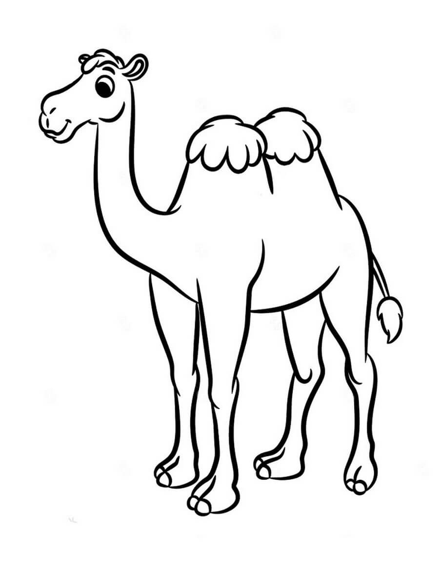 Раскраска Красивый верблюд