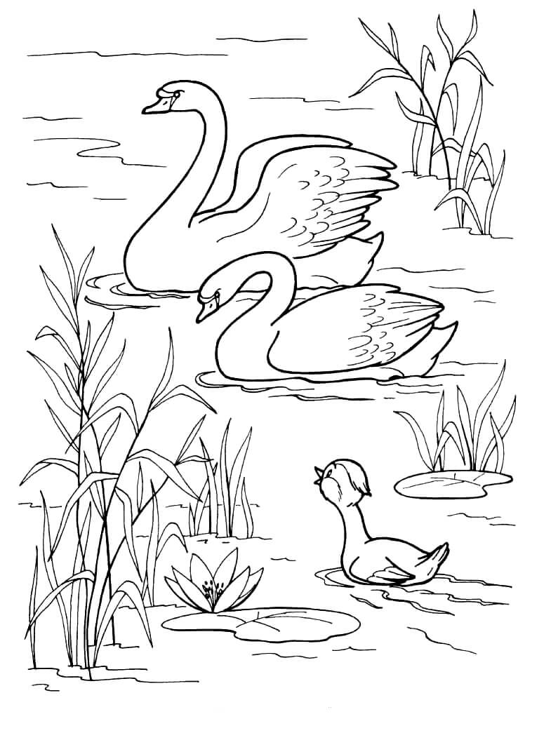 Раскраска Лебеди в озере