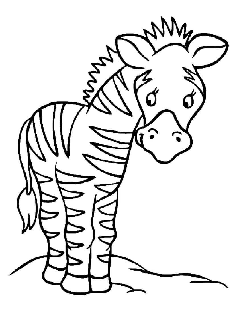 Раскраска Маленькая зебра
