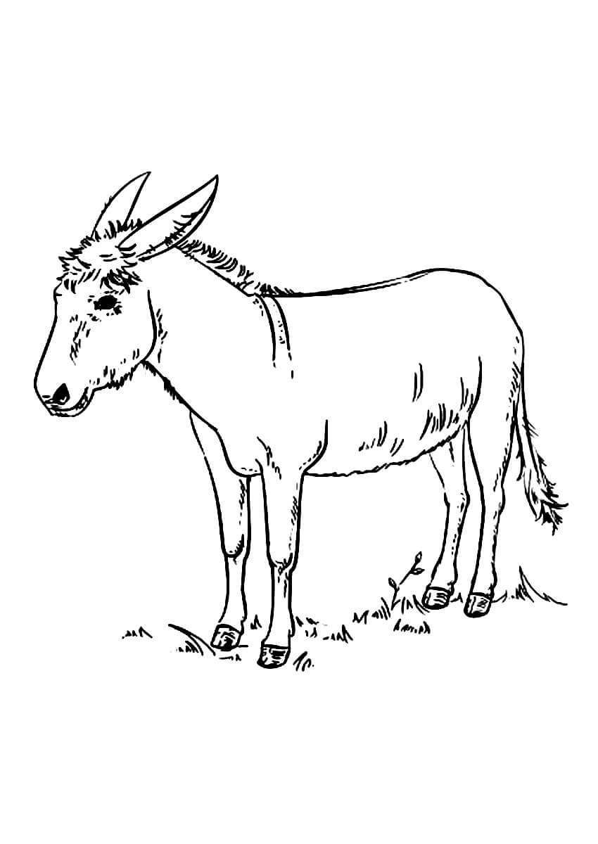 Раскраска Осёл