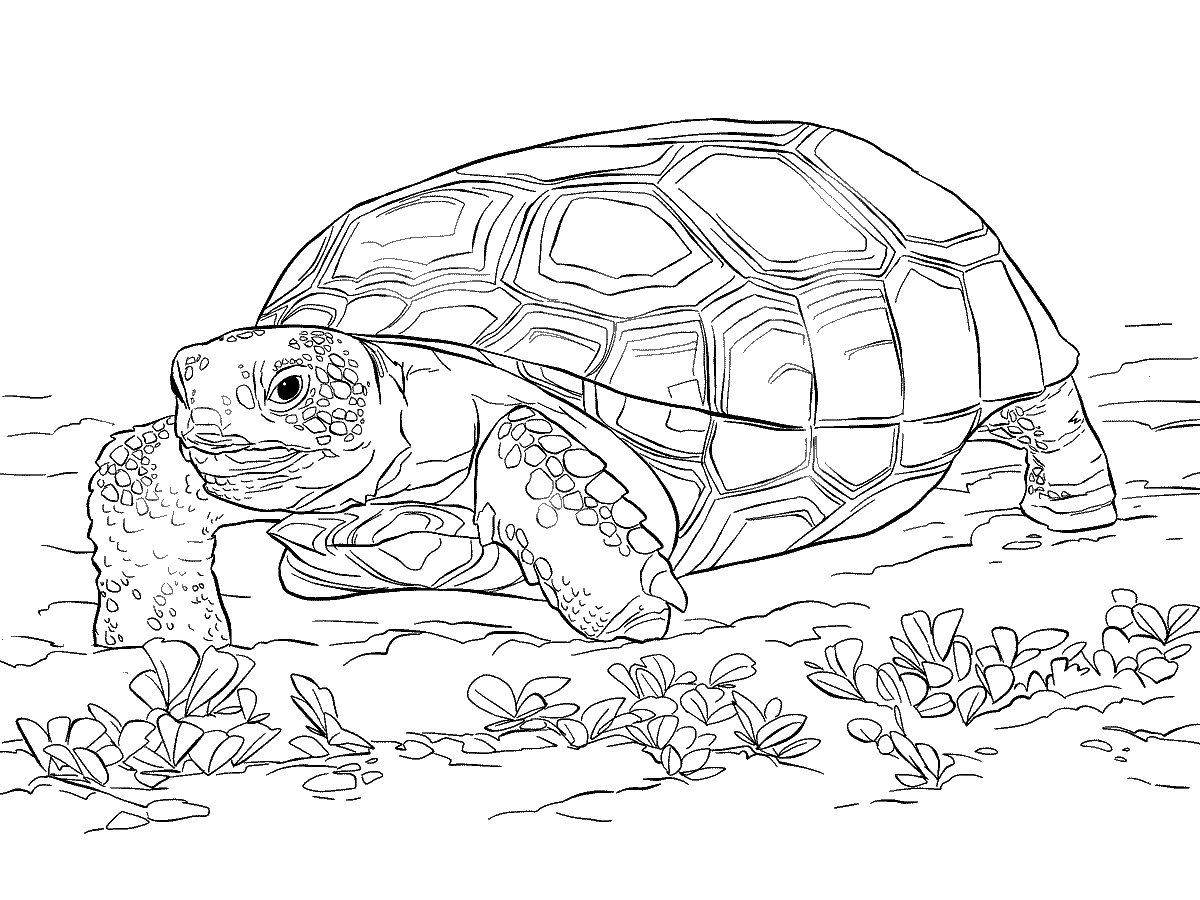 Раскраска Ползающая черепаха