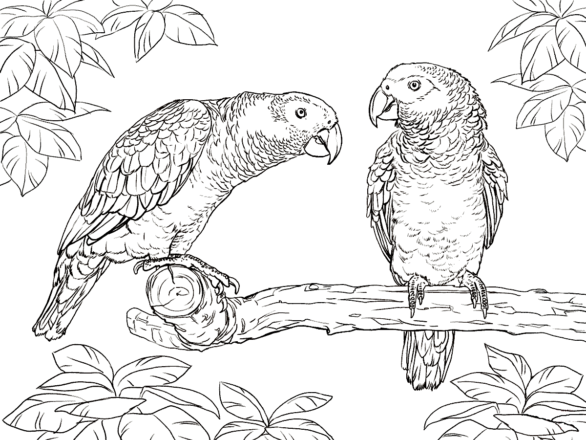 Раскраска Попугаи