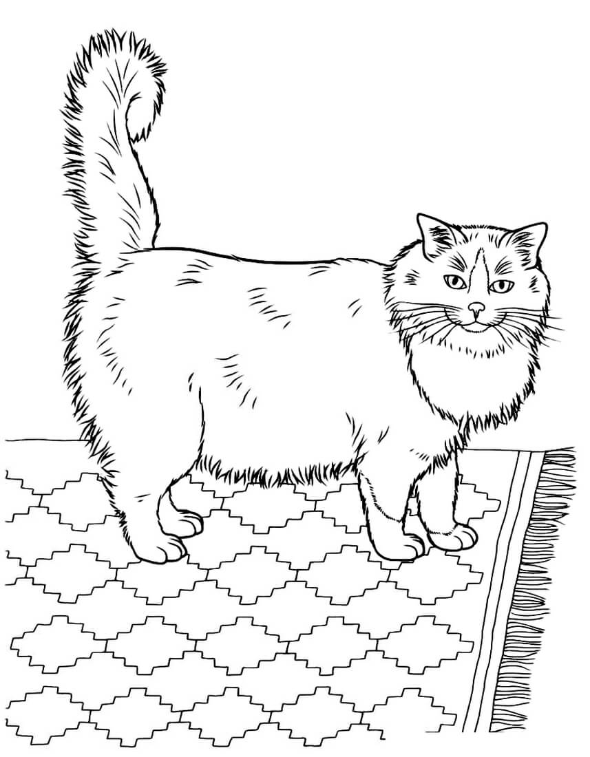 Раскраска Пушистый котик