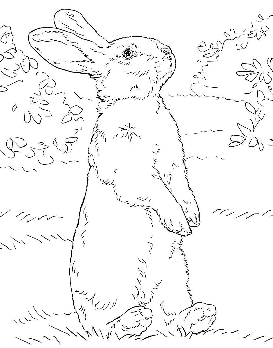 Раскраска Пушистый кролик