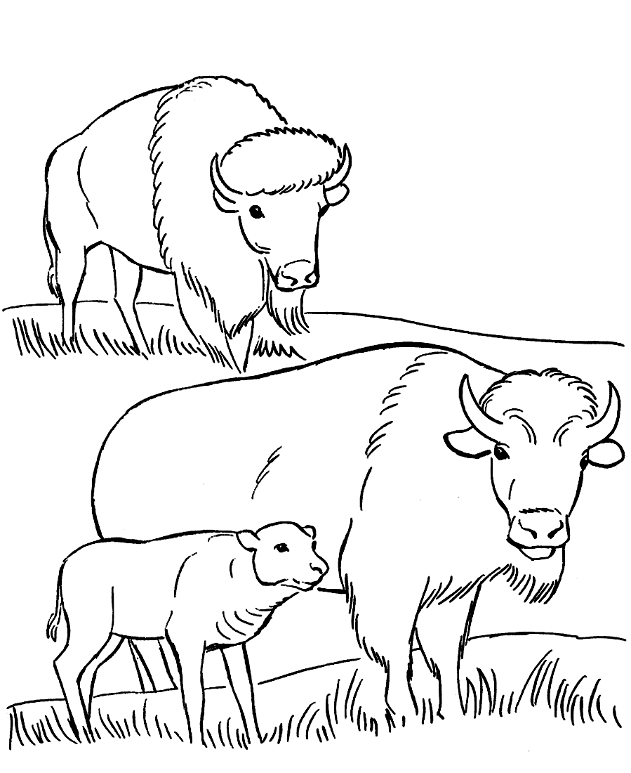 Раскраска Семья бизонов