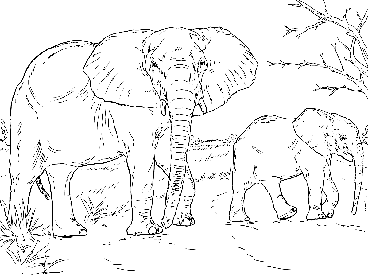 Раскраска Слониха и детёныш