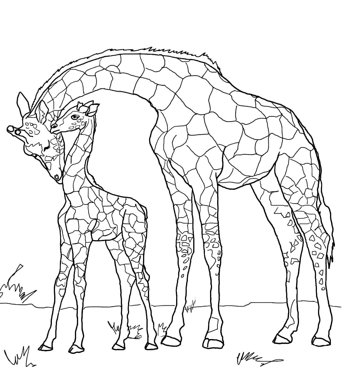 Раскраска Жираф с детёнышем
