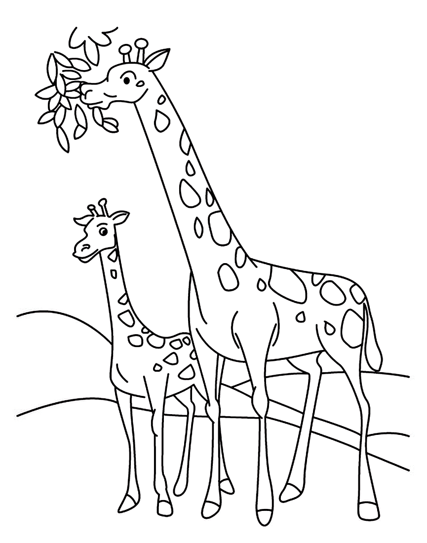 Раскраска Жирафы едят листочки