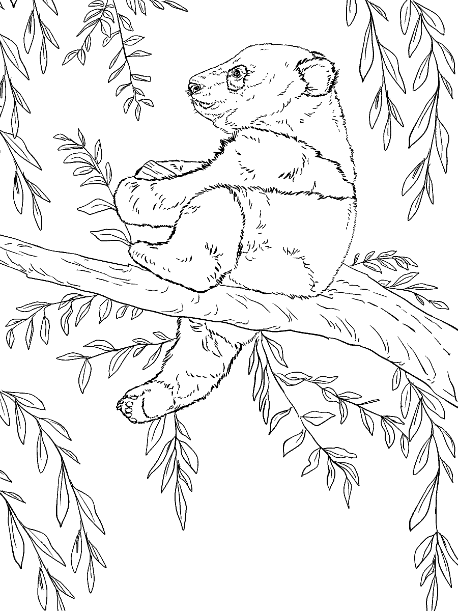 Раскраска Детёныш панды на дереве