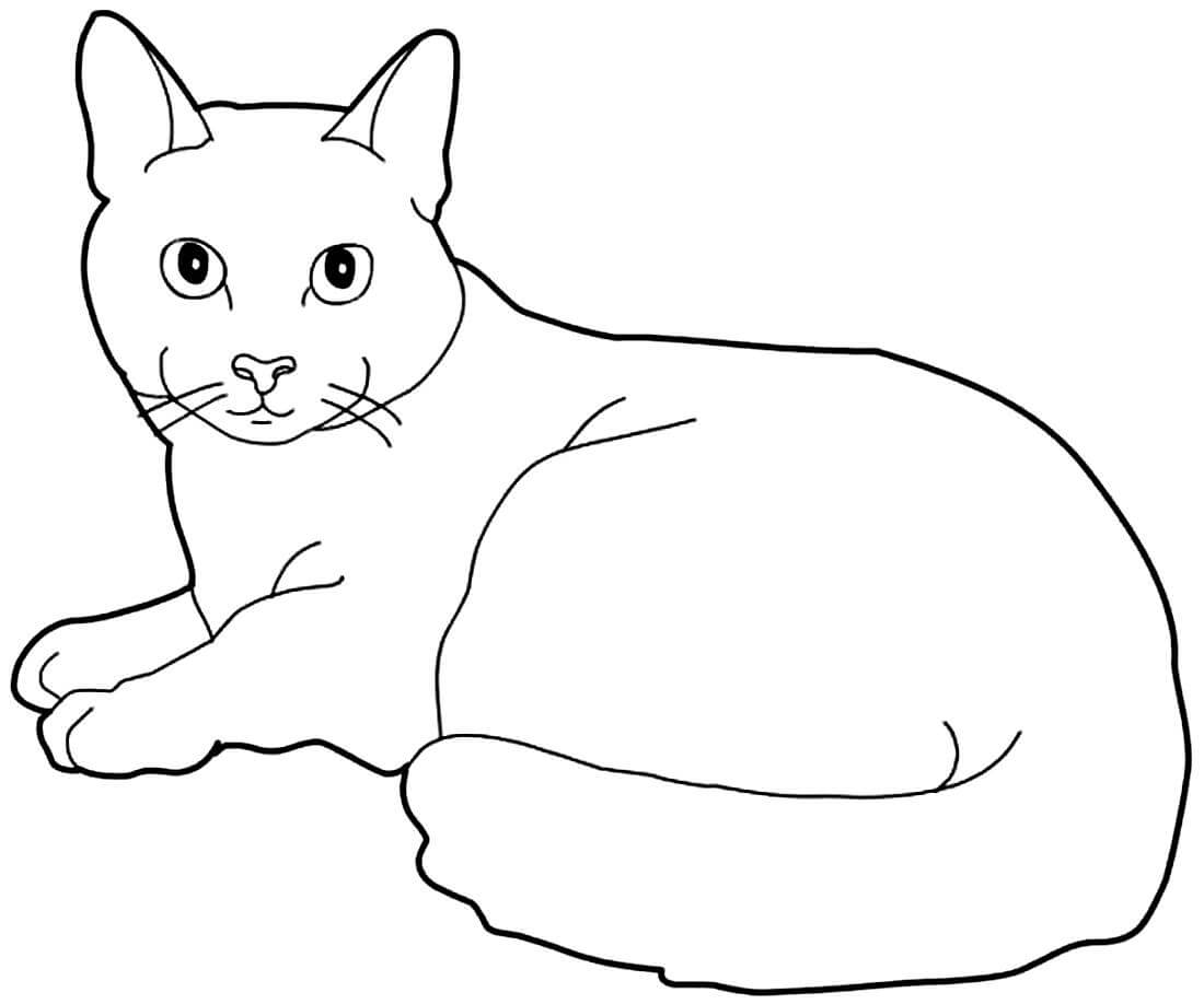 Раскраска Домашняя кошка