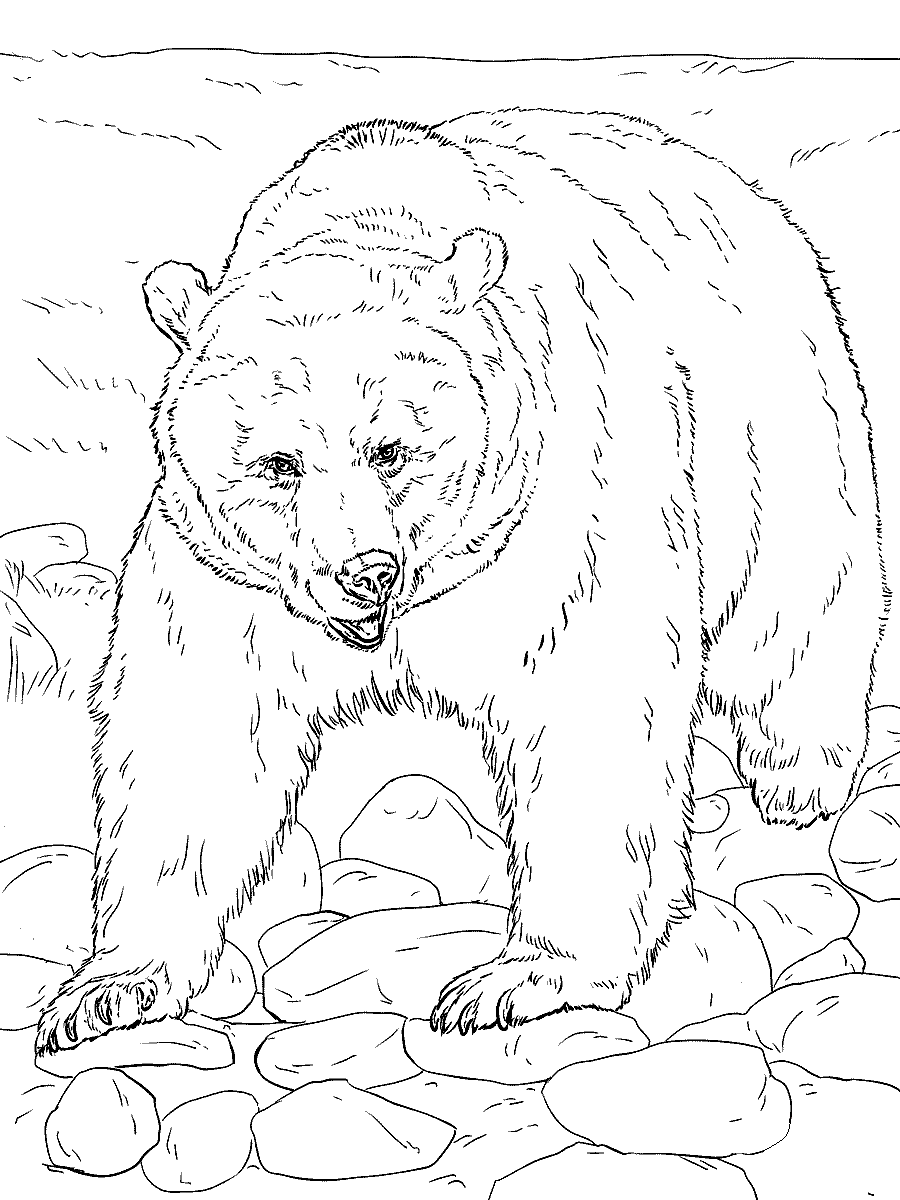 Раскраска Медведь гризли