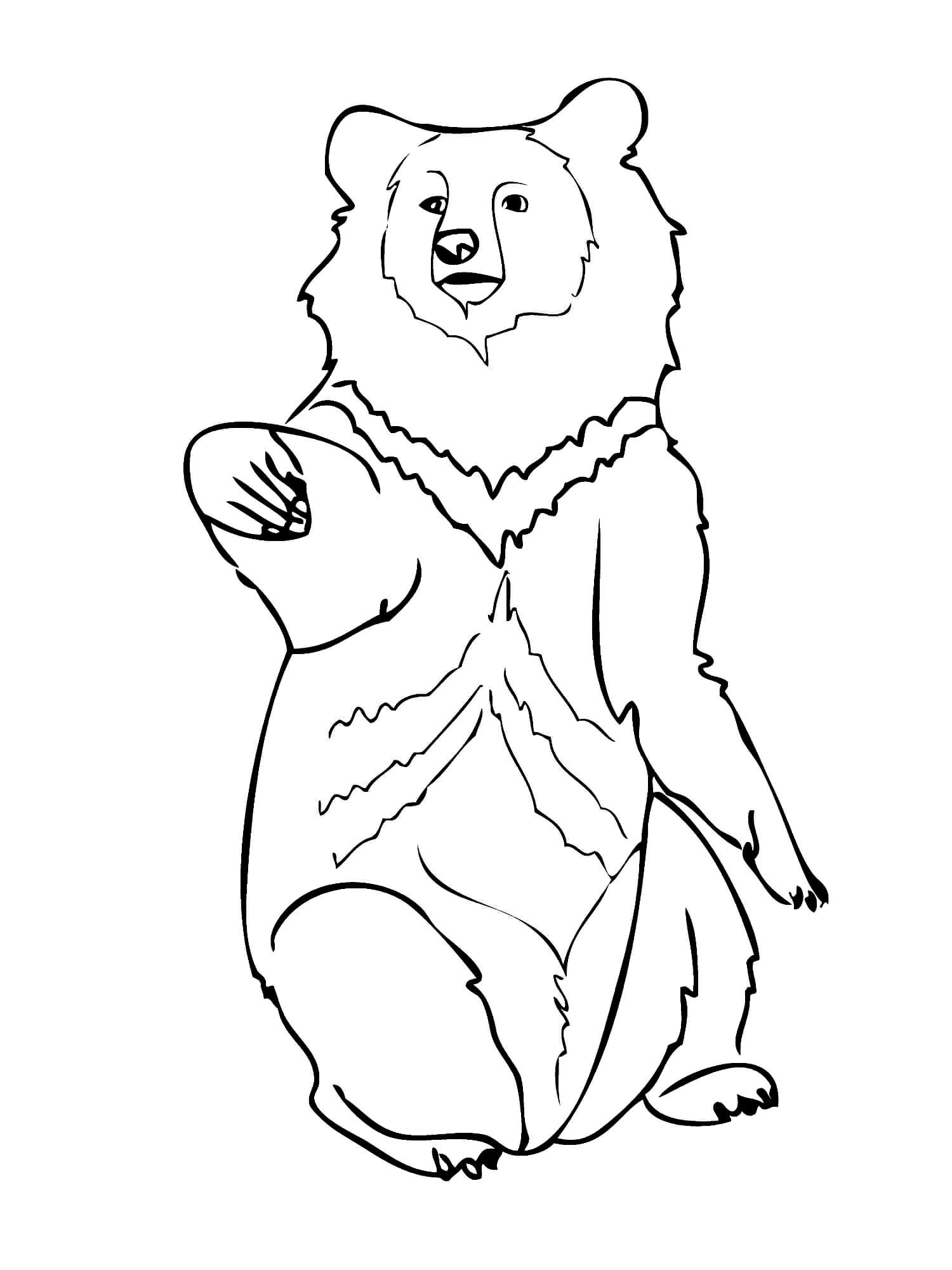 Раскраска Медведь