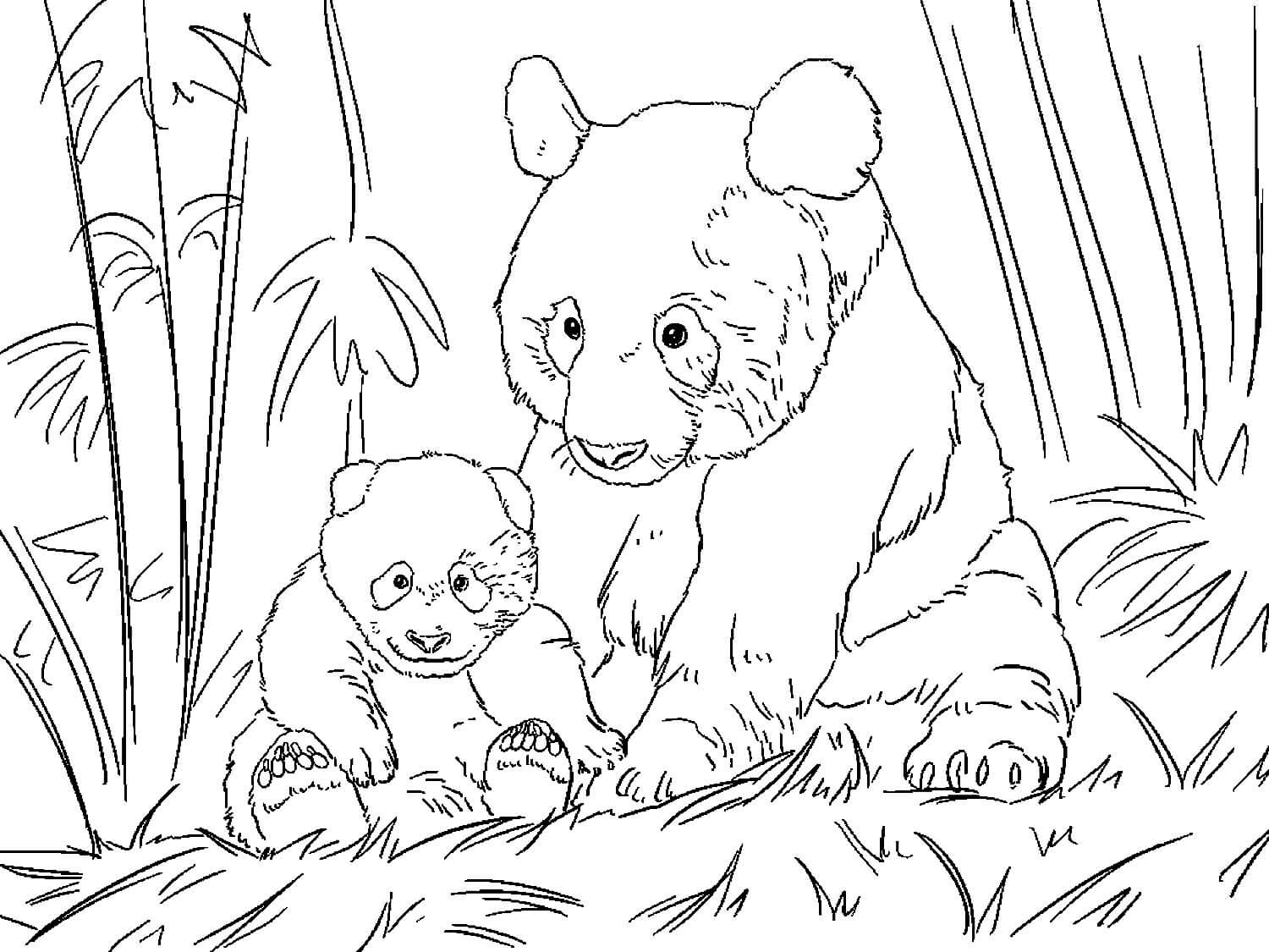 Раскраска Панда с детёнышем
