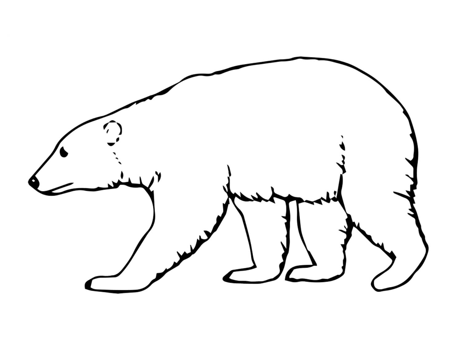 Раскраска Полярный медведь