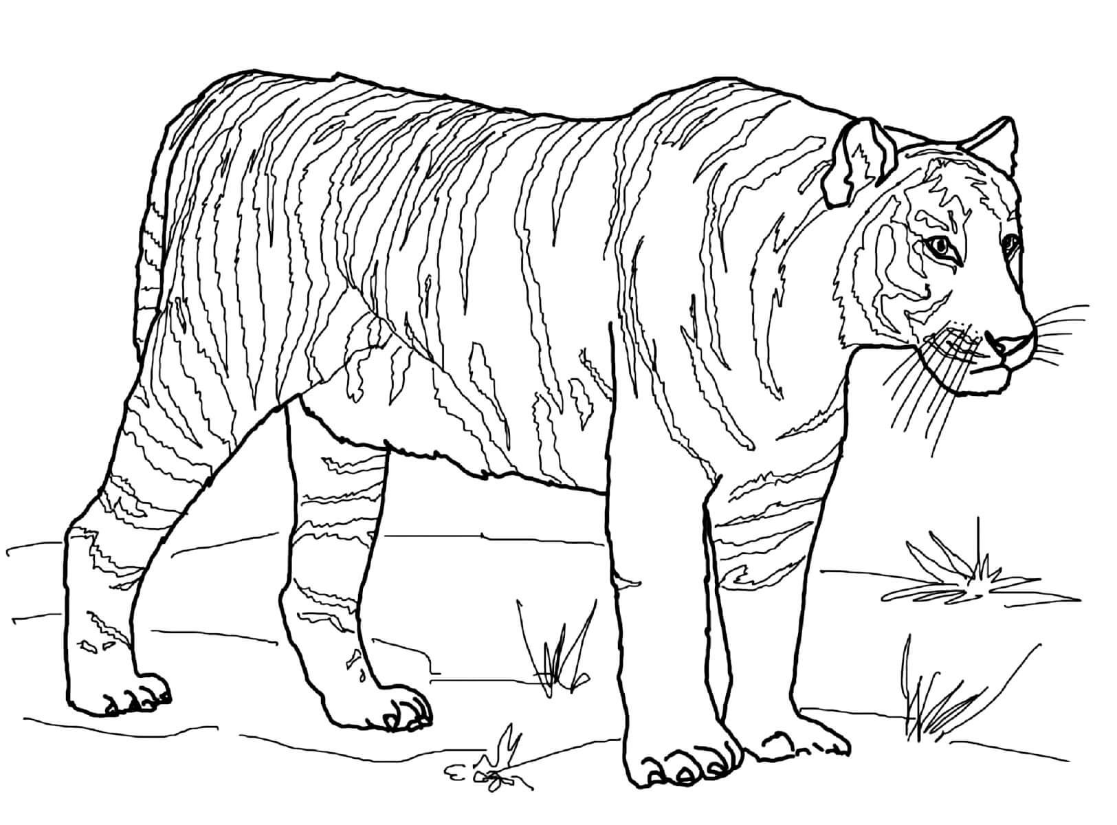 Раскраска Серьёзный тигр.