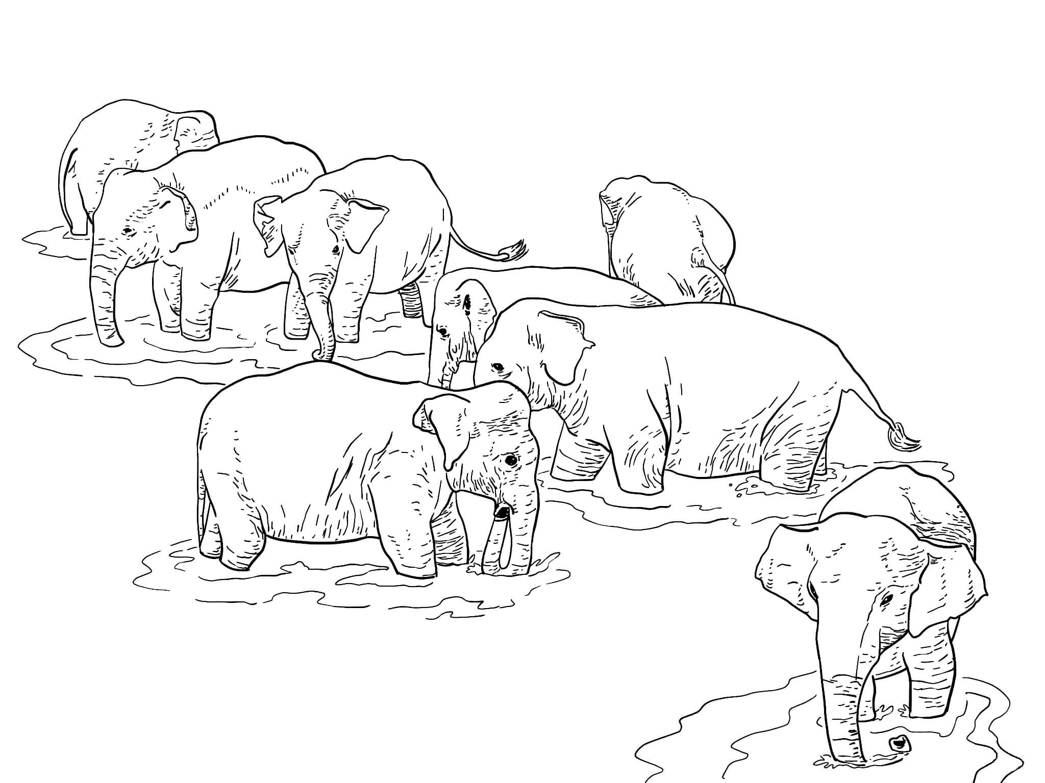 Раскраска Слоны в воде