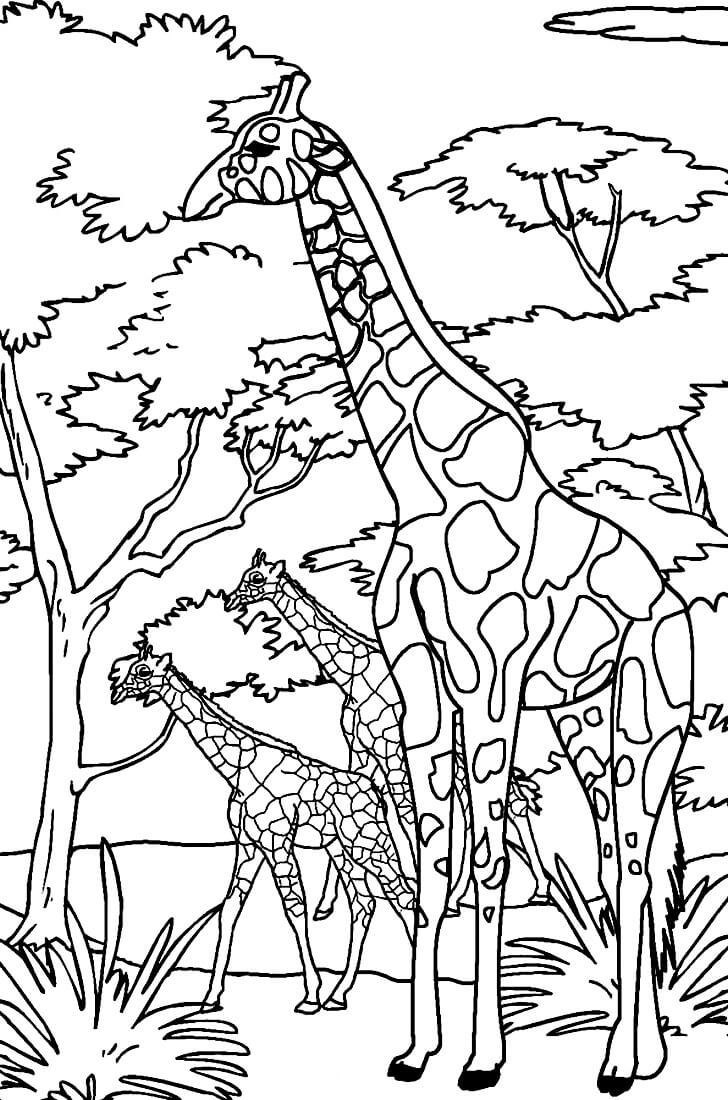 Раскраска Жирафы в саванне